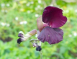 海花-賽芻豆花氣 Purple Flower Bean