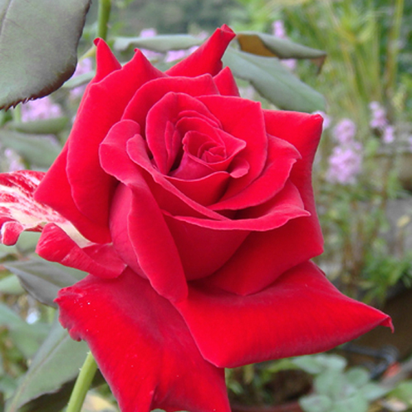 紅玫瑰花花氣 Red rose