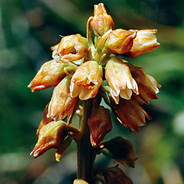 台灣粉條兒菜花氣 Aletris Formosana