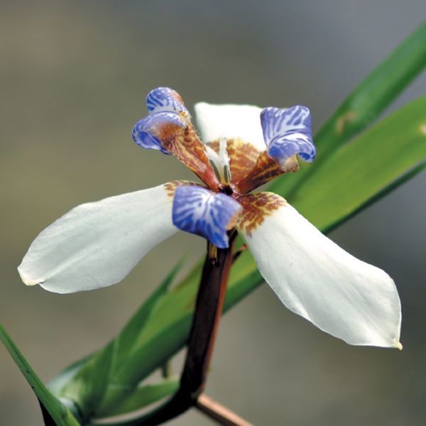 巴西鳶尾花Walking iris