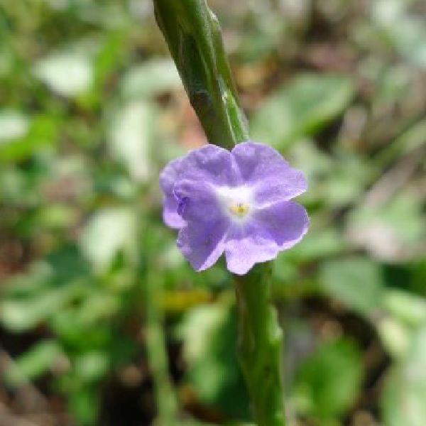海花-紫花長穗木花氣 Jamaica False-valerian