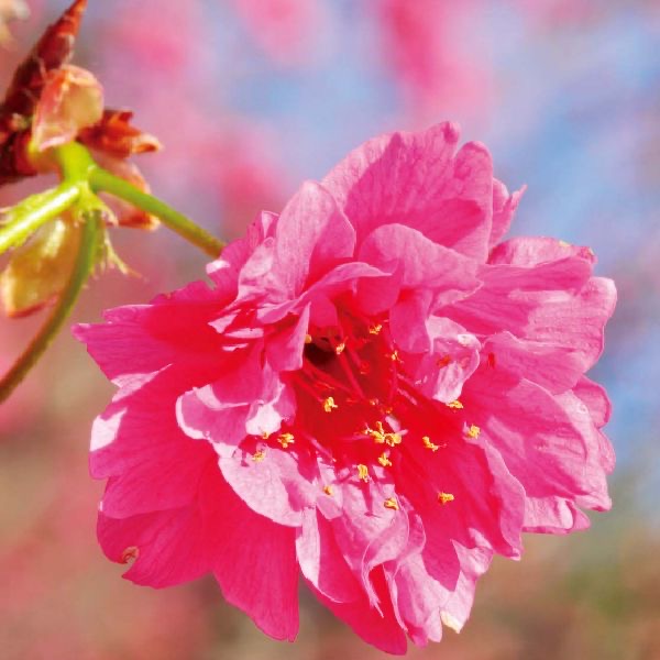 櫻花花氣 Taiwan Flowering Cherry