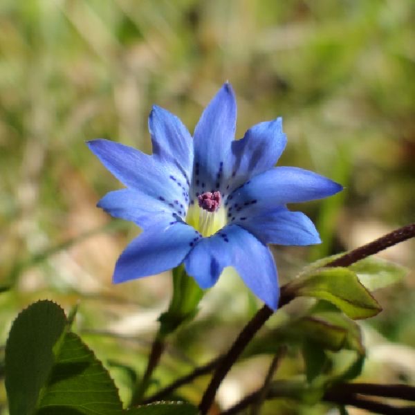 九寨溝藍龍膽花氣 Blue Gentiana