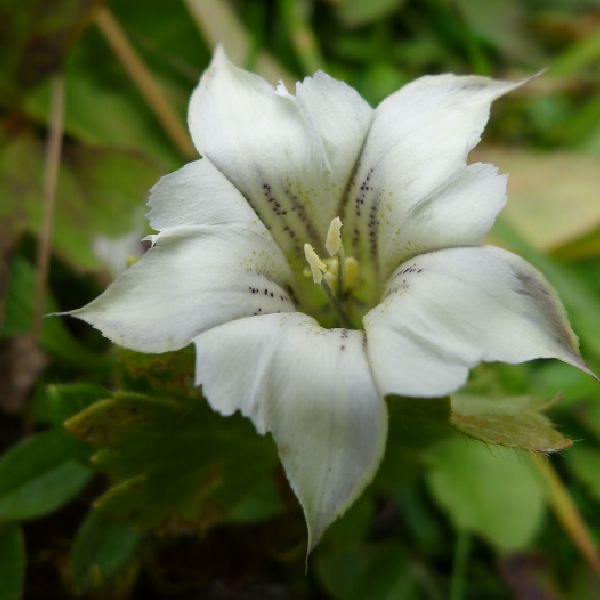 白龍膽花氣 White Gentiana